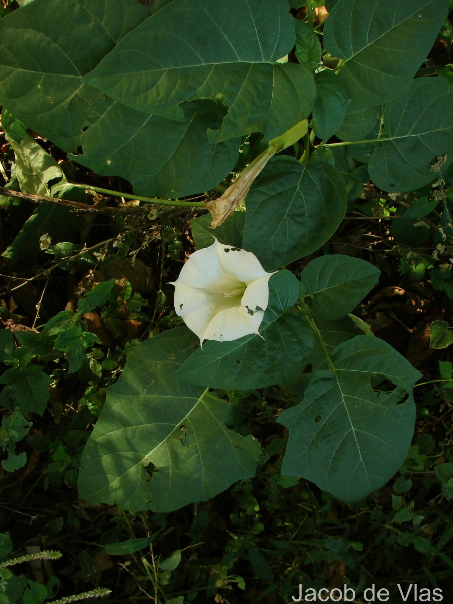 Datura metel L.